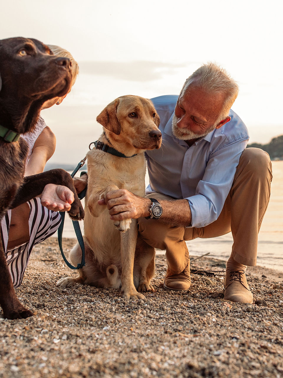 Surve Wellness a dog in the beach with an old man